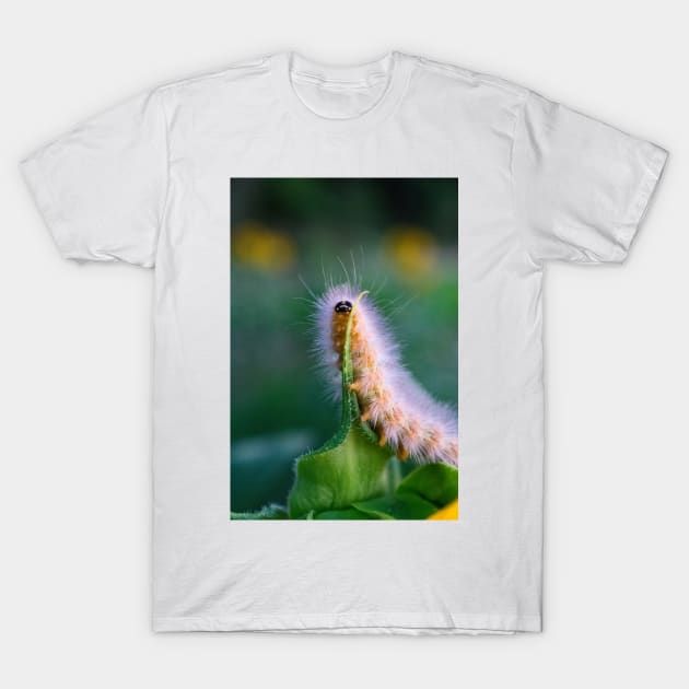 Caterpillar T-Shirt by searchlight